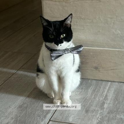 Photo 1/1 Batman Chat lost in Exireuil