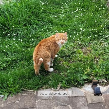 Photo 1/1 Found cat Found in Saint aigulin