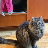 Picture of cat lost at Montreuil