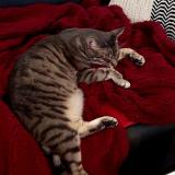 Picture of cat lost at Coutances