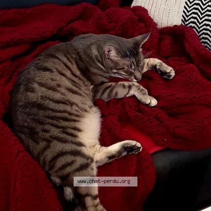 Photo 1/1 Orion Chat lost in Coutances