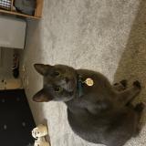 Picture of cat lost at Lakewood