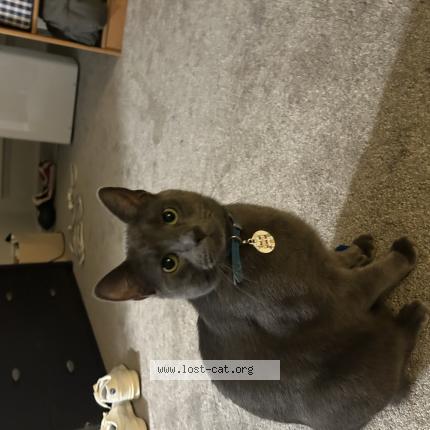 Photo 1/1 Huey Cat lost in Lakewood