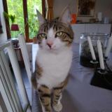 Picture of cat lost at Longny Au Perche