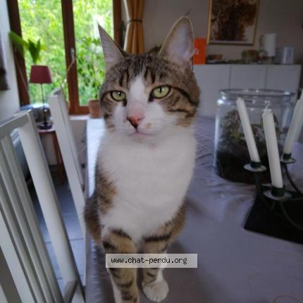 Photo 1/1 Néo Chat lost in Longny au perche