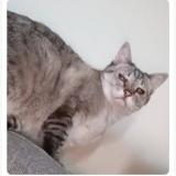 Picture of cat lost at 60300 Senlis