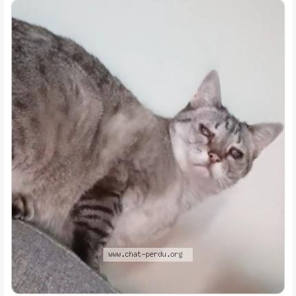 Photo 1/1 Coco Chat lost in 60300 senlis