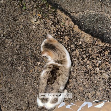 Photo 1/1 Found cat Found in Montpellier