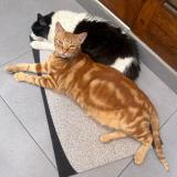 Picture of cat lost at Lima