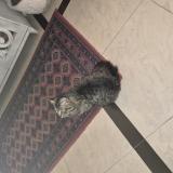 Picture of cat found at Islamabad