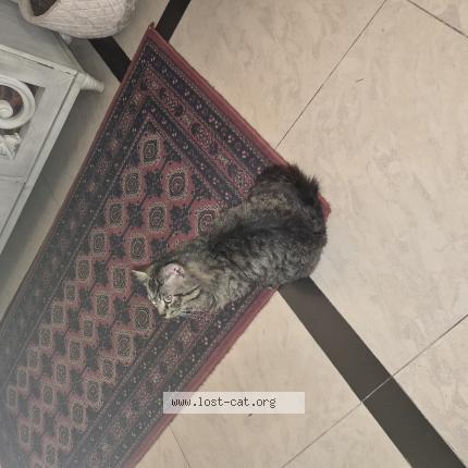 Photo 1/1 Found cat Found in Islamabad