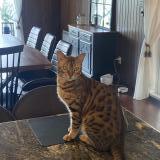 Picture of cat lost at Saint Hubert