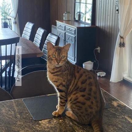 Photo 1/3 ENZO Chat lost in Saint hubert