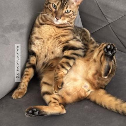 Photo 2/3 ENZO Chat lost in Saint hubert