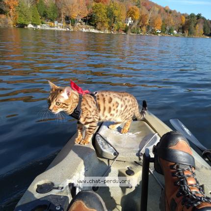 Photo 3/3 ENZO Chat lost in Saint hubert