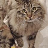 Picture of cat lost at Boisseron