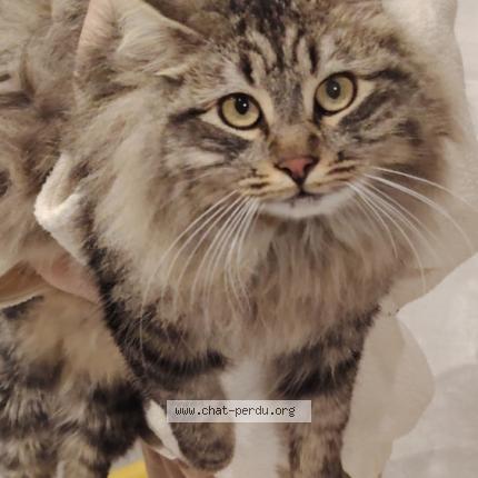 Photo 1/1 Moshi Chat lost in Boisseron