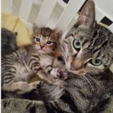 Picture of cat lost at Gosnay