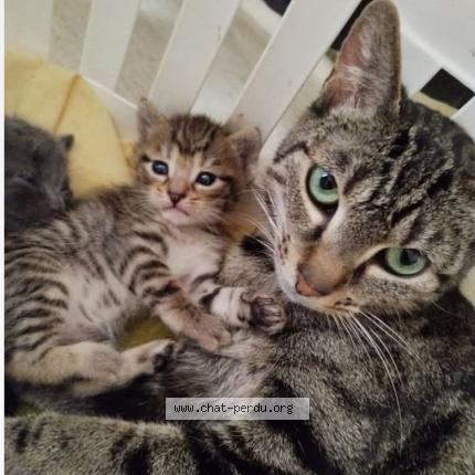 Photo 1/1 Lolo Chat lost in Gosnay