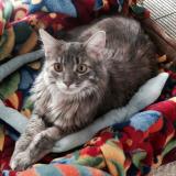 Picture of cat lost at Kalamazoo