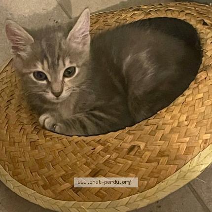 Photo 1/1 Boubou Chat lost in Ales