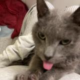 Picture of cat found at Valparaiso