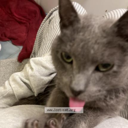 Photo 1/1 Found cat Found in Valparaiso