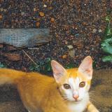 Picture of cat lost at Thiruvananthapuram