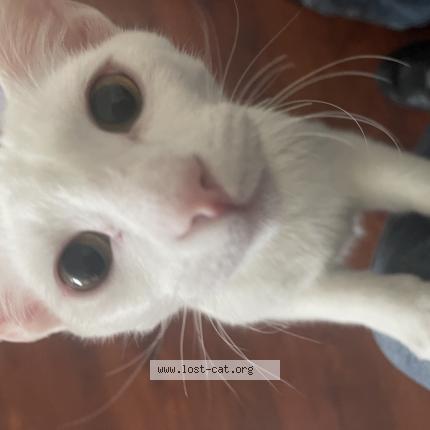 Photo 1/1 Archie Cat lost in Redlands