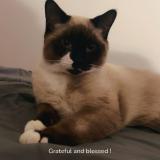 Picture of cat lost at Edmonton