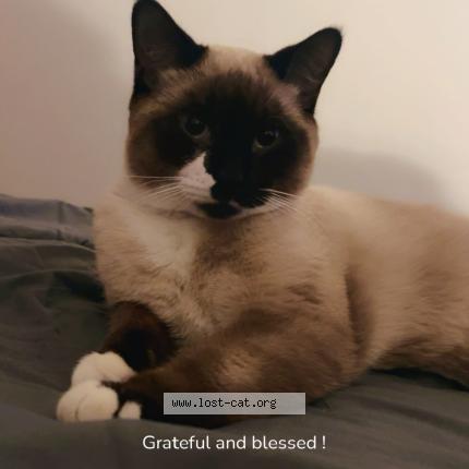 Photo 2/2 Gizmo Chat lost in Edmonton