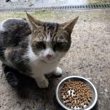 Picture of cat found at Lorient