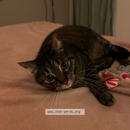 Photo 1/1 Sushi Chat lost in Bordeaux