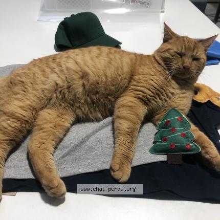 Photo 1/1 Rouky Chat lost in Ganges