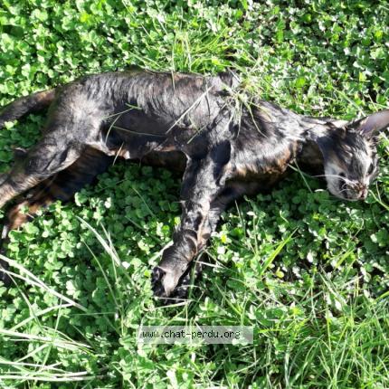 Photo 1/1 Found cat Found in Fontaine