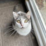 Picture of cat lost at Nancy