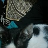 Picture of cat found at Jamnagar