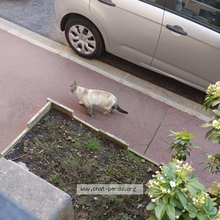 Photo 1/1 Found cat Found in Pantin