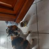 Picture of cat found at Le Loroux Bottereau