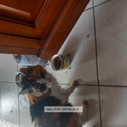 Photo 1/1 Found cat Found in Le loroux bottereau