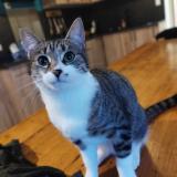 Picture of cat lost at Saint Prouant