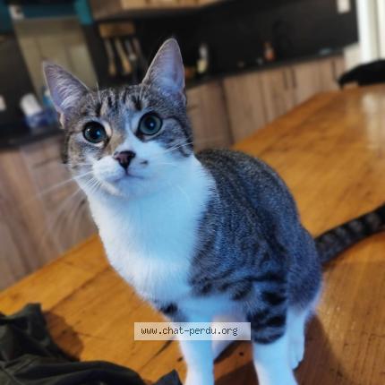 Photo 1/1 Mimi Chat lost in Saint prouant