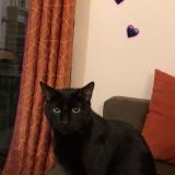 Picture of cat lost at L Isle Adam