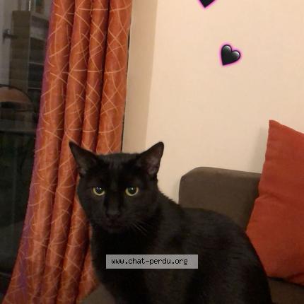 Photo 1/1 Rasta Chat lost in L isle adam