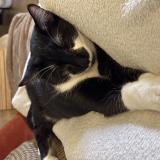 Picture of cat lost at Boulogne Billancourt