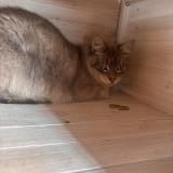 Photo of a cat found in Nancy