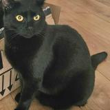 Picture of cat lost at Paris