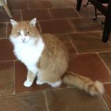 Picture of cat lost at Trets