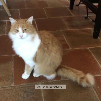 Photo 1/1 Calisson Chat lost in Trets