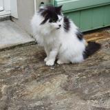 Picture of cat lost at Les Moutiers En Retz